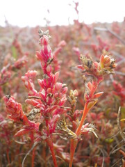 Petrosimonia oppositifolia