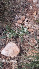 Astragalus rupifragus
