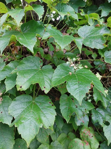 Japanese creeper