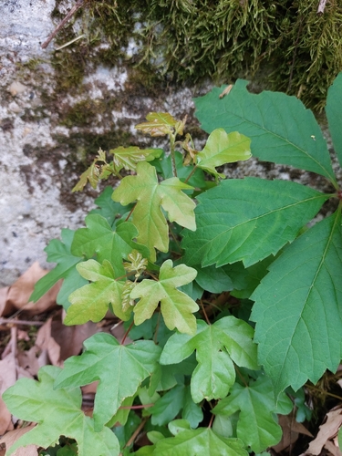 field maple