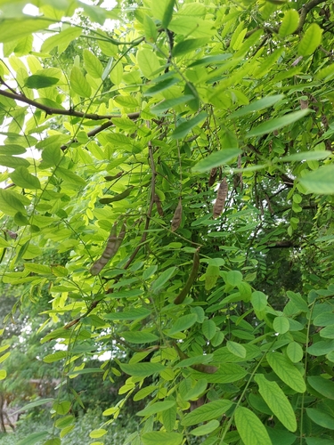 black locust