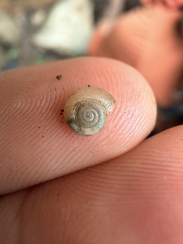 Glyphyalinia indentata, 2026-06-09