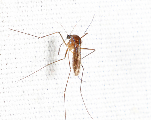 Sapphire-striped Mosquito