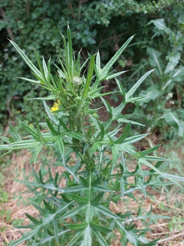 Bull Thistle