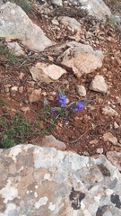 Veronica capsellicarpa