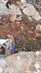 Veronica capsellicarpa