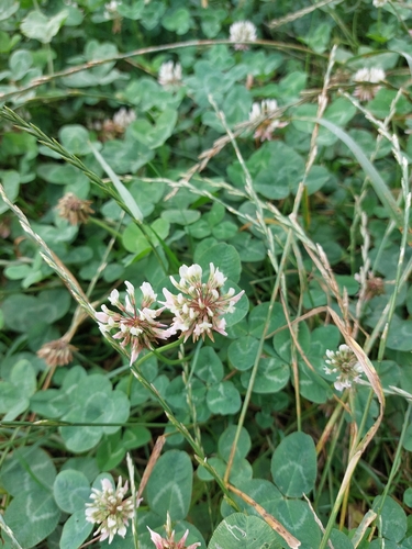 white clover