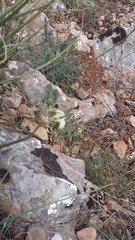 Astragalus rupifragus