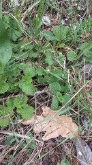 Marrubium