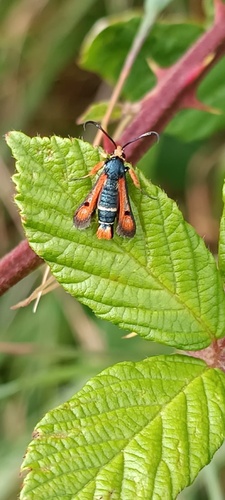Fiery Clearwing
