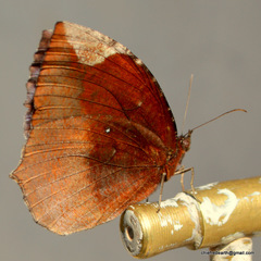 Elymnias hypermnestra