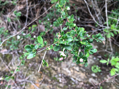 Buchozia japonica