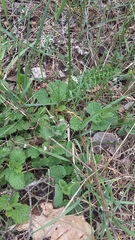 Marrubium
