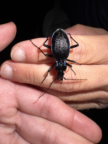 Blue Ground Beetle