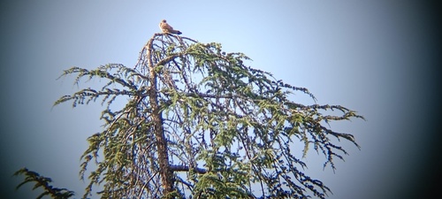 Eurasian Kestrel