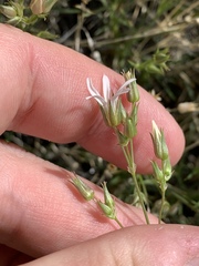 Eremogone stenomeres