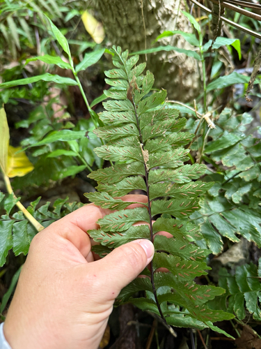 Hymenasplenium, 2026-06-08