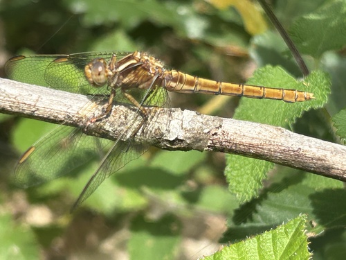 Keeled Skimmer