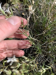 Eremogone stenomeres