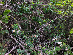 Spiraea blumei