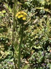 Youngia thunbergiana