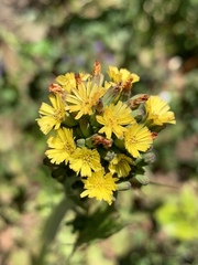 Youngia thunbergiana
