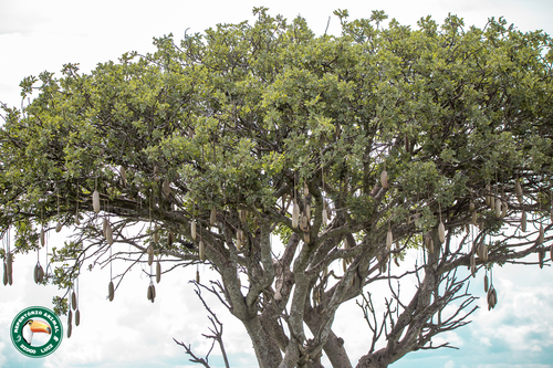Kigelia africana