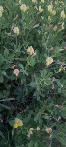 Lotus maritimus, photograph 2