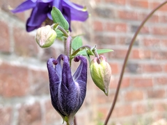 Aquilegia vulgaris