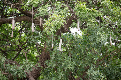 Kigelia africana