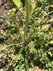 Youngia thunbergiana