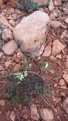 Astragalus rupifragus