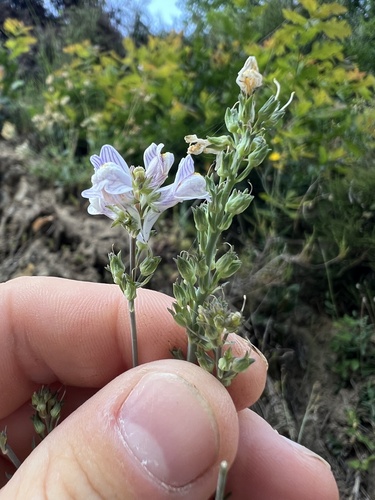 Pale Toadflax
