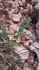 Astragalus rupifragus