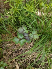 Aquilegia vulgaris