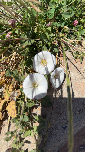 field bindweed
