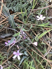 Phlox woodhousei