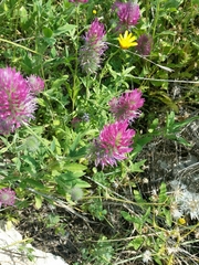 Trifolium purpureum