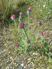 Echium judaeum