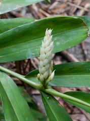 Alpinia oxymitra