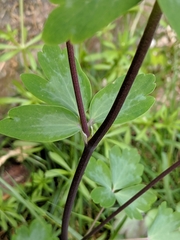 Aquilegia vulgaris