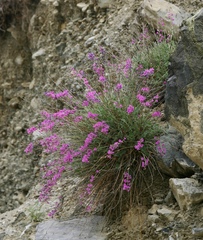 Oxytropis kaspensis