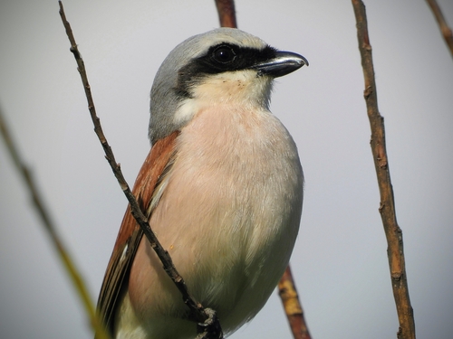 Red-backed Shrike