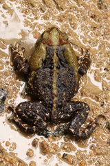 Yellow Cururu Toad photo 4