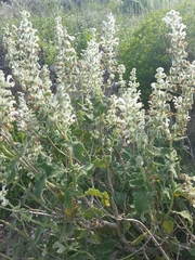 Salvia dominica