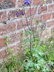 Aquilegia vulgaris