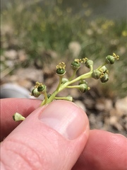 Populus deltoides wislizenii