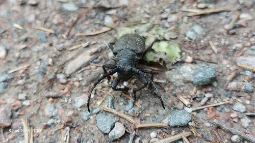 Weaver beetle