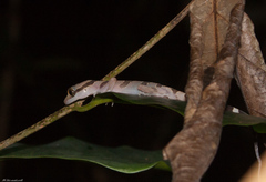 Cyrtodactylus intermedius