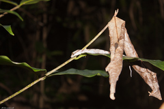Cyrtodactylus intermedius